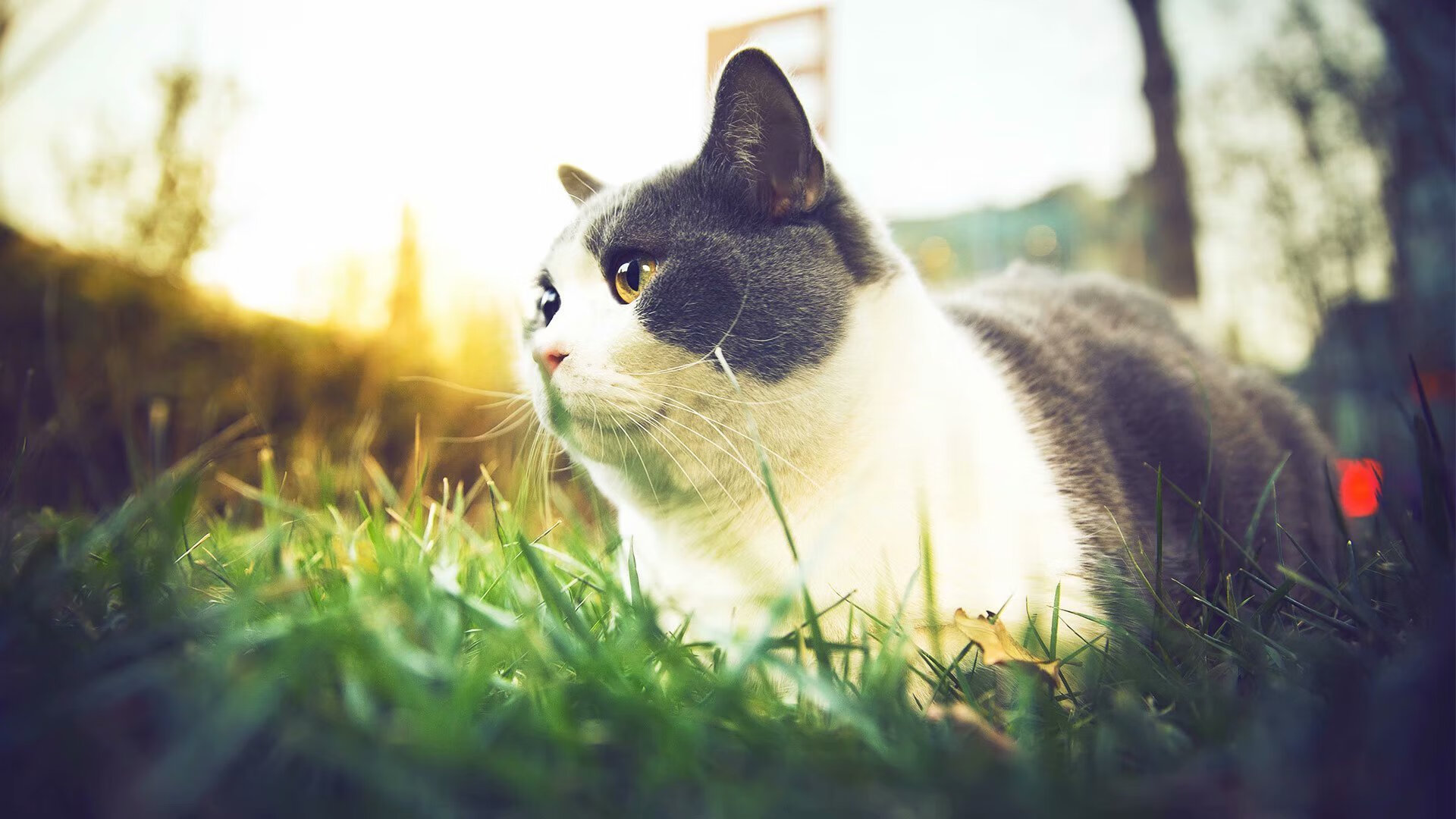 fb体育中国-_跨界运动+电影盛典：艺术与运动的创新融合_，什么是艺术电影运动