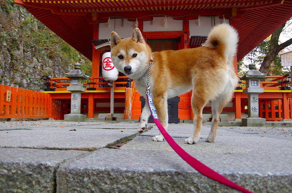 FB体育网站-《电竞明星登陆综艺：赛场之外的精彩表现》，电竞明星队
