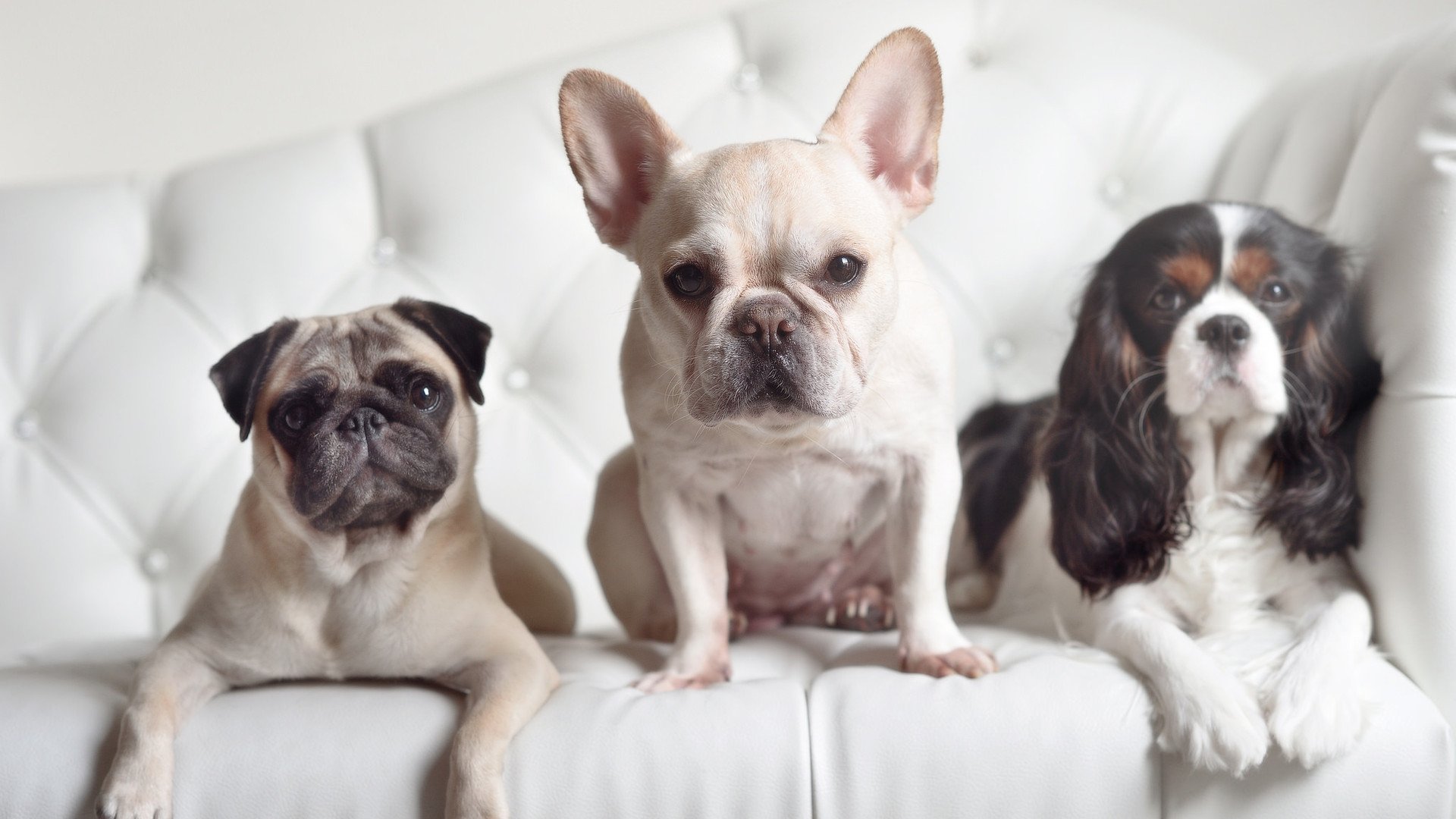 FBSPORTS-终场“绝杀英雄”点燃全场激情瞬间，绝杀视频